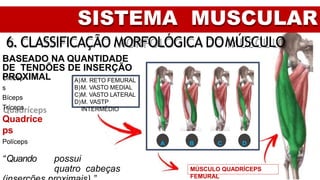 SISTEMA MUSCULAR
6. CLASSIFICAÇÃO MORFOLÓGICA DOMÚSCULO
BASEADO NA QUANTIDADE
DE TENDÕES DE INSERÇÃO
PROXIMAL
Unícep
s
Bíceps
Tríceps
Quadríce
ps
Políceps
“Quando possui
quatro cabeças MÚSCULO QUADRÍCEPS
FEMURAL
A B C D
A)M. RETO FEMURAL
B)M. VASTO MEDIAL
C)M. VASTO LATERAL
D)M. VASTP
INTERMÉDIO
 