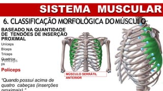 SISTEMA MUSCULAR
6. CLASSIFICAÇÃO MORFOLÓGICA DOMÚSCULO
BASEADO NA QUANTIDADE
DE TENDÕES DE INSERÇÃO
PROXIMAL
Uníceps
Bíceps
Tríceps
Quadríce
ps
Políceps
“Quando possui acima de
quatro cabeças (inserções
MÚSCULO SERRÁTIL
ANTERIOR
 