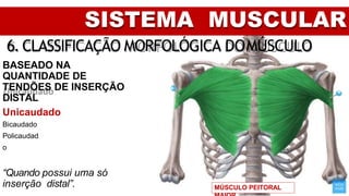 SISTEMA MUSCULAR
6. CLASSIFICAÇÃO MORFOLÓGICA DOMÚSCULO
BASEADO NA
QUANTIDADE DE
TENDÕES DE INSERÇÃO
DISTAL
Unicaudado
Bicaudado
Policaudad
o
“Quando possui uma só
inserção distal”. MÚSCULO PEITORAL
 