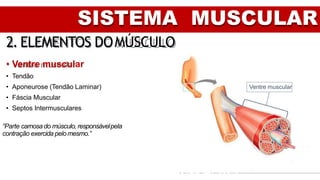 SISTEMA MUSCULAR
2. ELEMENTOS DOMÚSCULO
• Ventre muscular
• Tendão
• Aponeurose (Tendão Laminar)
• Fáscia Muscular
• Septos Intermusculares
Ventre muscular
“Parte carnosado músculo, responsávelpela
contração exercida pelomesmo.”
 