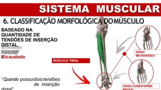 SISTEMA MUSCULAR
6. CLASSIFICAÇÃO MORFOLÓGICA DOMÚSCULO
BASEADO NA
QUANTIDADE DE
TENDÕES DE INSERÇÃO
DISTAL
Unicaudado
Bicaudado
Policaudad
o
“Quando possuidois tendões
de inserção
MÚSCULO TIBIAL
ANTERIOR
OSSO
METATARSO I
OSSO CUNEIFORME
 