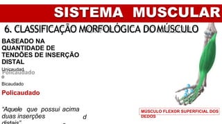 SISTEMA MUSCULAR
6. CLASSIFICAÇÃO MORFOLÓGICA DOMÚSCULO
BASEADO NA
QUANTIDADE DE
TENDÕES DE INSERÇÃO
DISTAL
Unicaudad
o
Bicaudado
Policaudado
acima
d
“Aquele que possui
duas inserções
MÚSCULO FLEXOR SUPERFICIAL DOS
DEDOS
 