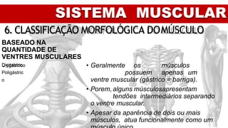 SISTEMA MUSCULAR
6. CLASSIFICAÇÃO MORFOLÓGICA DOMÚSCULO
BASEADO NA
QUANTIDADE DE
VENTRES MUSCULARES
Unigástrico
Digástrico
Poligástric
o
• Geralmente os músculos
possuem apenas um
ventre muscular (gástrico = barriga).
• Porem, alguns músculosapresentam
tendões intermediários separando
o ventre muscular.
• Apesar da aparência de dois ou mais
músculos, atua funcionalmente como um
 