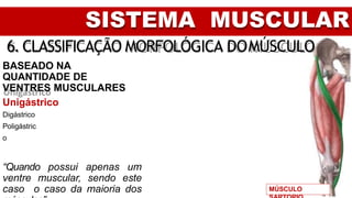 SISTEMA MUSCULAR
6. CLASSIFICAÇÃO MORFOLÓGICA DOMÚSCULO
BASEADO NA
QUANTIDADE DE
VENTRES MUSCULARES
Unigástrico
Digástrico
Poligástric
o
“Quando possui apenas um
ventre muscular, sendo este
caso o caso da maioria dos MÚSCULO
 