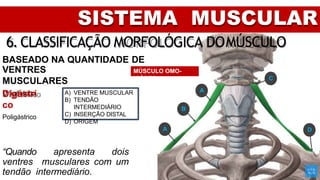 SISTEMA MUSCULAR
6. CLASSIFICAÇÃO MORFOLÓGICA DOMÚSCULO
BASEADO NA QUANTIDADE DE
VENTRES
MUSCULARES
Unigástrico
Digástri
co
Poligástrico
“Quando apresenta dois
ventres musculares com um
tendão intermediário.
MÚSCULO OMO-
HIÓDEO
A
B
A) VENTRE MUSCULAR
B) TENDÃO
INTERMEDIÁRIO
C) INSERÇÃO DISTAL
D) ORIGEM
A
C
D
 