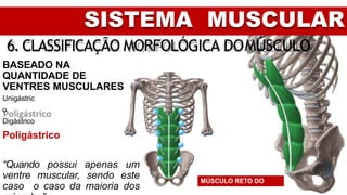 SISTEMA MUSCULAR
6. CLASSIFICAÇÃO MORFOLÓGICA DOMÚSCULO
BASEADO NA
QUANTIDADE DE
VENTRES MUSCULARES
Unigástric
o
Digástrico
Poligástrico
“Quando possui apenas um
ventre muscular, sendo este
caso o caso da maioria dos
MÚSCULO RETO DO
ABDOME
 