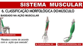 SISTEMA MUSCULAR
6. CLASSIFICAÇÃO MORFOLÓGICA DOMÚSCULO
BASEADO NA AÇÃO MUSCULAR
“Recebeo nome de acordo
com a ação que executa”.
M. FLEXOR SUPERFICIAL DOS
DEDOS
M. FLEXOR RADIAL DO
CARPO
M. LEVANTADOR DA
ESCÁPULA
 