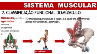 SISTEMA MUSCULAR
7. CLASSIFICAÇÃO FUNCIONAL DOMÚSCULO
Músculos
agonistas
Músculos
antagonistas
Músculos sinergistas
Músculos posturais
“O músculo que executaa ação, éo dono do movimento,
sendodenominado, agonista”.
FLEXÃO DE
M.
 
