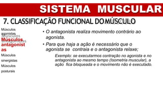 SISTEMA MUSCULAR
7. CLASSIFICAÇÃO FUNCIONAL DOMÚSCULO
Músculos
agonistas
Músculos
antagonist
as
Músculos
sinergistas
Músculos
posturais
• O antagonista realiza movimento contrário ao
agonista.
• Para que haja a ação é necessário que o
agonista se contraia e o antagonista relaxe;
Exemplo: se executarmos contração no agonista e no
antagonista ao mesmo tempo (Isometria muscular), a
ação fica bloqueada e o movimento não é executado.
 