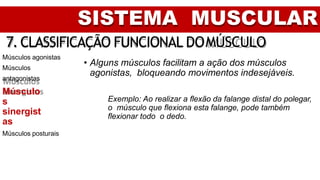 SISTEMA MUSCULAR
7. CLASSIFICAÇÃO FUNCIONAL DOMÚSCULO
Músculos agonistas
Músculos
antagonistas
Músculo
s
sinergist
as
Músculos posturais
• Alguns músculos facilitam a ação dos músculos
agonistas, bloqueando movimentos indesejáveis.
Exemplo: Ao realizar a flexão da falange distal do polegar,
o músculo que flexiona esta falange, pode também
flexionar todo o dedo.
 