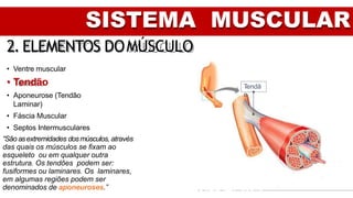 SISTEMA MUSCULAR
2. ELEMENTOS DOMÚSCULO
• Ventre muscular
• Tendão
• Aponeurose (Tendão
Laminar)
• Fáscia Muscular
• Septos Intermusculares
Tendã
o
“São asextremidades dosmúsculos, através
das quais os músculos se fixam ao
esqueleto ou em qualquer outra
estrutura. Os tendões podem ser:
fusiformes ou laminares. Os laminares,
em algumas regiões podem ser
denominados de aponeuroses.”
 