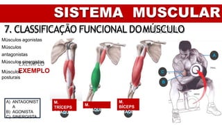 C
B
A
SISTEMA MUSCULAR
7. CLASSIFICAÇÃO FUNCIONAL DOMÚSCULO
Músculos agonistas
Músculos
antagonistas
Músculos sinergistas
EXEMPLO
Músculos
posturais
M.
TRÍCEPS
BRAQUIA
L
M.
BRAQUIAL
M.
BÍCEPS
BRAQUI
AL
C
B
A
A) ANTAGONIST
A
B) AGONISTA
C) SINERGISTA
 