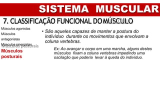SISTEMA MUSCULAR
7. CLASSIFICAÇÃO FUNCIONAL DOMÚSCULO
Músculos agonistas
Músculos
antagonistas
Músculos sinergistas
Músculos
posturais
• São aqueles capazes de manter a postura do
indivíduo durante os movimentos que envolvam a
coluna vertebras.
Ex: Ao avançar o corpo em uma marcha, alguns destes
músculos fixam a coluna vertebras impedindo uma
oscilação que poderia levar à queda do indivíduo.
 