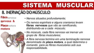SISTEMA MUSCULAR
8. INERVAÇÃO DOMÚSCULO
Fibra
nervosa &
Placa
motora
• Nervos situados profundamente;
• Os nervos espinhais e alguns cranianos levam
fibras nervosas que vão se ramificando,
distribuindo-se a cada músculo;
• No músculo, cada fibra nervosa vai inervar um
grupo de fibras musculares;
• A fibra nervosa termina em uma terminação nervosa
denominada de placa motora, a qual determina o
comando para as fibras musculares sob sua
responsabilidade.
 