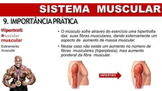 SISTEMA MUSCULAR
9. IMPORTÂNCIAPRÁTICA
Hipertrofi
a
muscular
Estiramento
muscular
• O músculo sofre através do exercício uma hipertrofia
das suas fibras musculares, dando externamente um
aspecto de aumento de massa muscular.
• Nesse caso não existe um aumento no número de
fibras musculares (hiperplasia), mas aumento
ponderal da fibra muscular.
HIPERTRO
FIA
 