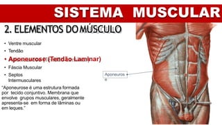 SISTEMA MUSCULAR
2. ELEMENTOS DOMÚSCULO
• Ventre muscular
• Tendão
• Aponeurose (Tendão Laminar)
• Fáscia Muscular
• Septos
Intermusculares
“Aponeurose é uma estrutura formada
por tecido conjuntivo. Membrana que
envolve grupos musculares, geralmente
apresenta-se em forma de lâminas ou
em leques.”
Aponeuros
e
 