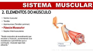SISTEMA MUSCULAR
2. ELEMENTOS DOMÚSCULO
• Ventre muscular
• Tendão
• Aponeurose (Tendão Laminar)
• Fáscia Muscular
• Septos Intermusculares
Fáscia
muscular
“Tecido conjuntivo derevestimento que
recobre o músculo, aumentando sua
resistência e permitindo que a
contração muscular seja mais
eficiente.”
 