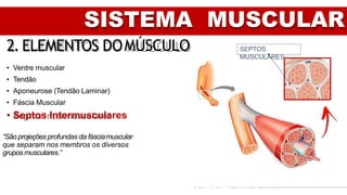 SISTEMA MUSCULAR
2. ELEMENTOS DOMÚSCULO
• Ventre muscular
• Tendão
• Aponeurose (Tendão Laminar)
• Fáscia Muscular
• Septos Intermusculares
SEPTOS
MUSCULARES
“São projeções profundas da fásciamuscular
que separam nos membros os diversos
gruposmusculares.”
 