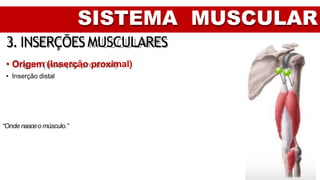 SISTEMA MUSCULAR
3. INSERÇÕESMUSCULARES
• Origem (Inserção proximal)
• Inserção distal
“Onde nasceo músculo.”
 