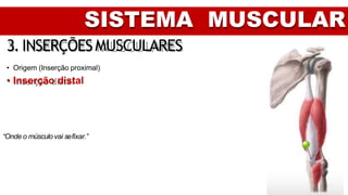 SISTEMA MUSCULAR
3. INSERÇÕESMUSCULARES
• Origem (Inserção proximal)
• Inserção distal
“Onde o músculo vai sefixar.”
 