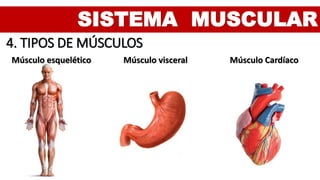 SISTEMA MUSCULAR
4. TIPOS DE MÚSCULOS
Músculo esquelético Músculo visceral Músculo Cardíaco
 