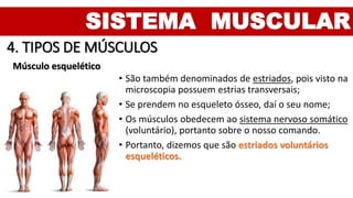 SISTEMA MUSCULAR
4. TIPOS DE MÚSCULOS
Músculo esquelético
• São também denominados de estriados, pois visto na
microscopia possuem estrias transversais;
• Se prendem no esqueleto ósseo, daí o seu nome;
• Os músculos obedecem ao sistema nervoso somático
(voluntário), portanto sobre o nosso comando.
• Portanto, dizemos que são estriados voluntários
esqueléticos.
 