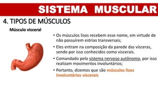 SISTEMA MUSCULAR
4. TIPOS DE MÚSCULOS
Músculo visceral
• Os músculos lisos recebem esse nome, em virtude de
não possuírem estrias transversais;
• Eles entram na composição da parede das vísceras,
sendo por isso conhecidos como viscerais.
• Comandado pelo sistema nervoso autônomo, por isso
realizam movimentos involuntários;
• Portanto, dizemos que são músculos lisos
involuntários viscerais
 