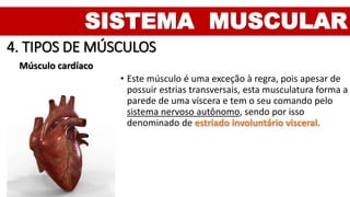SISTEMA MUSCULAR
4. TIPOS DE MÚSCULOS
Músculo cardíaco
• Este músculo é uma exceção à regra, pois apesar de
possuir estrias transversais, esta musculatura forma a
parede de uma víscera e tem o seu comando pelo
sistema nervoso autônomo, sendo por isso
denominado de estriado involuntário visceral.
 