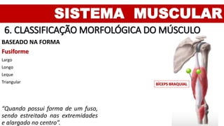 SISTEMA MUSCULAR
6. CLASSIFICAÇÃO MORFOLÓGICA DO MÚSCULO
BASEADO NA FORMA
Fusiforme
Largo
Longo
Leque
Triangular BÍCEPS BRAQUIAL
“Quando possui forma de um fuso,
sendo estreitado nas extremidades
e alargado no centro”.
 