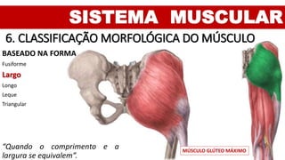 MÚSCULO GLÚTEO MÁXIMO
SISTEMA MUSCULAR
6. CLASSIFICAÇÃO MORFOLÓGICA DO MÚSCULO
BASEADO NA FORMA
Fusiforme
Largo
Longo
Leque
Triangular
“Quando o comprimento e a
largura se equivalem”.
 