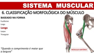 SISTEMA MUSCULAR
6. CLASSIFICAÇÃO MORFOLÓGICA DO MÚSCULO
BASEADO NA FORMA
Fusiforme
Largo
Longo
Leque
Triangular
“Quando o comprimento é maior que
a largura”
MÚSCULO SARTÓRIO
 