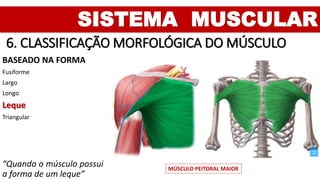 SISTEMA MUSCULAR
6. CLASSIFICAÇÃO MORFOLÓGICA DO MÚSCULO
BASEADO NA FORMA
Fusiforme
Largo
Longo
Leque
Triangular
“Quando o músculo possui
a forma de um leque”
MÚSCULO PEITORAL MAIOR
 