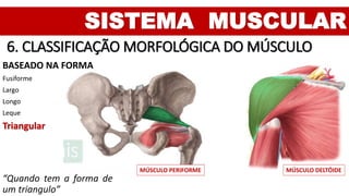 SISTEMA MUSCULAR
6. CLASSIFICAÇÃO MORFOLÓGICA DO MÚSCULO
BASEADO NA FORMA
Fusiforme
Largo
Longo
Leque
Triangular
“Quando tem a forma de
um triangulo”
MÚSCULO PERIFORME MÚSCULO DELTÓIDE
 