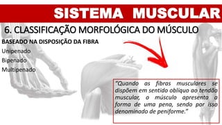 SISTEMA MUSCULAR
6. CLASSIFICAÇÃO MORFOLÓGICA DO MÚSCULO
BASEADO NA DISPOSIÇÃO DA FIBRA
Unipenado
Bipenado
Multipenado
“Quando as fibras musculares se
dispõem em sentido oblíquo ao tendão
muscular, o músculo apresenta a
forma de uma pena, sendo por isso
denominado de peniforme.”
 