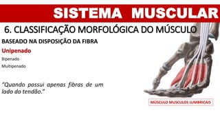 SISTEMA MUSCULAR
6. CLASSIFICAÇÃO MORFOLÓGICA DO MÚSCULO
BASEADO NA DISPOSIÇÃO DA FIBRA
Unipenado
Bipenado
Multipenado
“Quando possui apenas fibras de um
lado do tendão.”
MÚSCULO MUSCULOS LUMBRICAIS
 