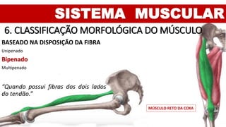 SISTEMA MUSCULAR
6. CLASSIFICAÇÃO MORFOLÓGICA DO MÚSCULO
BASEADO NA DISPOSIÇÃO DA FIBRA
Unipenado
Bipenado
Multipenado
“Quando possui fibras dos dois lados
do tendão.”
MÚSCULO RETO DA COXA
 