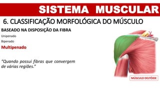 SISTEMA MUSCULAR
6. CLASSIFICAÇÃO MORFOLÓGICA DO MÚSCULO
BASEADO NA DISPOSIÇÃO DA FIBRA
Unipenado
Bipenado
Multipenado
“Quando possui fibras que convergem
de várias regiões.”
MÚSCULO DELTÓIDE
 