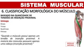 SISTEMA MUSCULAR
6. CLASSIFICAÇÃO MORFOLÓGICA DO MÚSCULO
BASEADO NA QUANTIDADE DE
TENDÕES DE INSERÇÃO PROXIMAL
Uníceps
Bíceps
Tríceps
Quadríceps
Políceps
“Quando o músculo possui apenas um
tendão de inserção proximal. A
maioria dos músculos possuem apenas
uma cabeça (inserção proximal).” MÚSCULO
SARTORIO
 