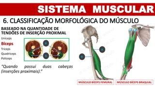 SISTEMA MUSCULAR
6. CLASSIFICAÇÃO MORFOLÓGICA DO MÚSCULO
BASEADO NA QUANTIDADE DE
TENDÕES DE INSERÇÃO PROXIMAL
Uníceps
Bíceps
Tríceps
Quadríceps
Políceps
“Quando possui duas cabeças
(inserções proximais).”
MÚSCULO BÍCEPS BRAQUIALMÚSCULO BÍCEPS FEMURAL
B
B
A
A
 