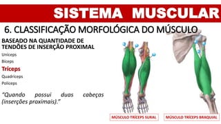 SISTEMA MUSCULAR
6. CLASSIFICAÇÃO MORFOLÓGICA DO MÚSCULO
BASEADO NA QUANTIDADE DE
TENDÕES DE INSERÇÃO PROXIMAL
Uníceps
Bíceps
Tríceps
Quadríceps
Políceps
“Quando possui duas cabeças
(inserções proximais).”
MÚSCULO TRÍCEPS BRAQUIALMÚSCULO TRÍCEPS SURAL
 