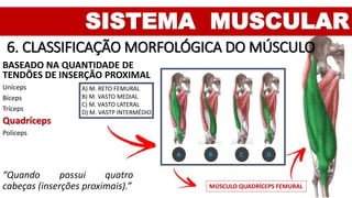 SISTEMA MUSCULAR
6. CLASSIFICAÇÃO MORFOLÓGICA DO MÚSCULO
BASEADO NA QUANTIDADE DE
TENDÕES DE INSERÇÃO PROXIMAL
Uníceps
Bíceps
Tríceps
Quadríceps
Políceps
“Quando possui quatro
cabeças (inserções proximais).” MÚSCULO QUADRÍCEPS FEMURAL
A B C D
A) M. RETO FEMURAL
B) M. VASTO MEDIAL
C) M. VASTO LATERAL
D) M. VASTP INTERMÉDIO
 
