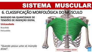 SISTEMA MUSCULAR
6. CLASSIFICAÇÃO MORFOLÓGICA DO MÚSCULO
BASEADO NA QUANTIDADE DE
TENDÕES DE INSERÇÃO DISTAL
Unicaudado
Bicaudado
Policaudado
“Quando possui uma só inserção
distal”. MÚSCULO PEITORAL MAIOR
 