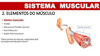 SISTEMA MUSCULAR
2. ELEMENTOS DO MÚSCULO
• Ventre muscular
• Tendão
• Aponeurose (Tendão Laminar)
• Fáscia Muscular
• Septos Intermusculares
Ventre muscular
“Parte carnosa do músculo, responsável pela
contração exercida pelo mesmo.”
 