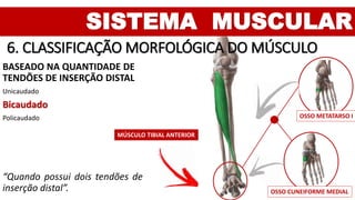 SISTEMA MUSCULAR
6. CLASSIFICAÇÃO MORFOLÓGICA DO MÚSCULO
BASEADO NA QUANTIDADE DE
TENDÕES DE INSERÇÃO DISTAL
Unicaudado
Bicaudado
Policaudado
“Quando possui dois tendões de
inserção distal”.
MÚSCULO TIBIAL ANTERIOR
OSSO METATARSO I
OSSO CUNEIFORME MEDIAL
 