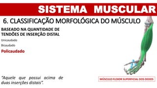 SISTEMA MUSCULAR
6. CLASSIFICAÇÃO MORFOLÓGICA DO MÚSCULO
BASEADO NA QUANTIDADE DE
TENDÕES DE INSERÇÃO DISTAL
Unicaudado
Bicaudado
Policaudado
“Aquele que possui acima de
duas inserções distais”.
MÚSCULO FLEXOR SUPERFICIAL DOS DEDOS
 