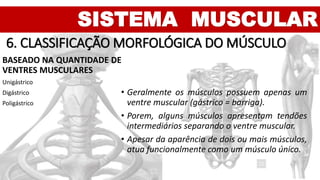 SISTEMA MUSCULAR
6. CLASSIFICAÇÃO MORFOLÓGICA DO MÚSCULO
BASEADO NA QUANTIDADE DE
VENTRES MUSCULARES
Unigástrico
Digástrico
Poligástrico
• Geralmente os músculos possuem apenas um
ventre muscular (gástrico = barriga).
• Porem, alguns músculos apresentam tendões
intermediários separando o ventre muscular.
• Apesar da aparência de dois ou mais músculos,
atua funcionalmente como um músculo único.
 