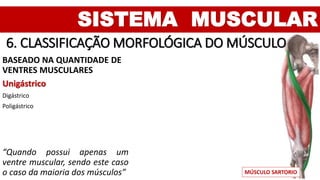 SISTEMA MUSCULAR
6. CLASSIFICAÇÃO MORFOLÓGICA DO MÚSCULO
BASEADO NA QUANTIDADE DE
VENTRES MUSCULARES
Unigástrico
Digástrico
Poligástrico
“Quando possui apenas um
ventre muscular, sendo este caso
o caso da maioria dos músculos” MÚSCULO SARTORIO
 