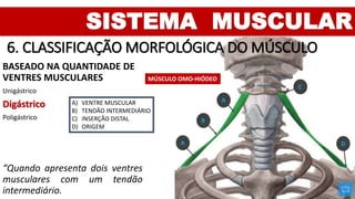 SISTEMA MUSCULAR
6. CLASSIFICAÇÃO MORFOLÓGICA DO MÚSCULO
BASEADO NA QUANTIDADE DE
VENTRES MUSCULARES
Unigástrico
Digástrico
Poligástrico
“Quando apresenta dois ventres
musculares com um tendão
intermediário.
MÚSCULO OMO-HIÓDEO
A
B
A) VENTRE MUSCULAR
B) TENDÃO INTERMEDIÁRIO
C) INSERÇÃO DISTAL
D) ORIGEM
A
C
D
 