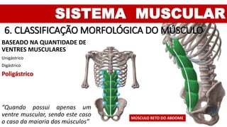 SISTEMA MUSCULAR
6. CLASSIFICAÇÃO MORFOLÓGICA DO MÚSCULO
BASEADO NA QUANTIDADE DE
VENTRES MUSCULARES
Unigástrico
Digástrico
Poligástrico
“Quando possui apenas um
ventre muscular, sendo este caso
o caso da maioria dos músculos”
MÚSCULO RETO DO ABDOME
 