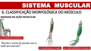 SISTEMA MUSCULAR
6. CLASSIFICAÇÃO MORFOLÓGICA DO MÚSCULO
BASEADO NA AÇÃO MUSCULAR
“Recebe o nome de acordo com a
ação que executa”.
M. FLEXOR SUPERFICIAL DOS DEDOSM. FLEXOR RADIAL DO CARPO
M. LEVANTADOR DA ESCÁPULA
 